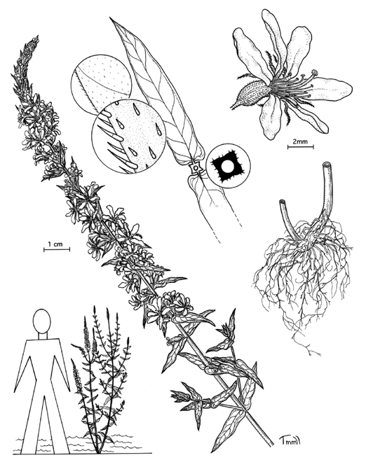 Graphic of stems of  purple loosestrife