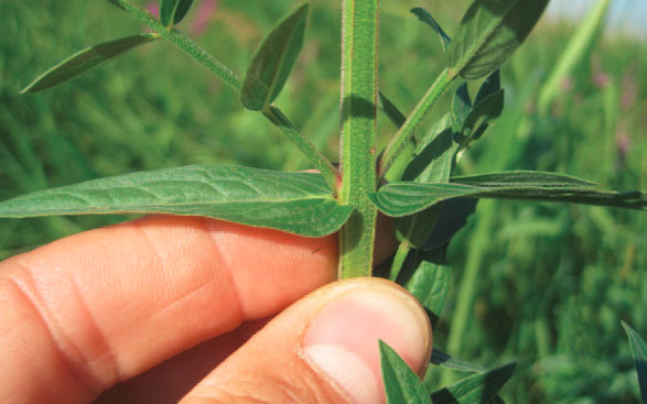 picture of purple loosestrife stems