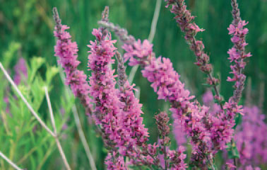a photo of loosestrife stems