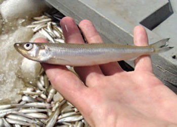 Photo of the Rainbow smelt's  long, slim bodies.