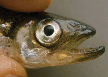 photo of a Rainbow smelt mouth with a protruding lower jaw and large canine teeth.