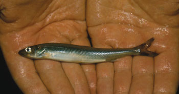 photo of a Rainbow smelt.