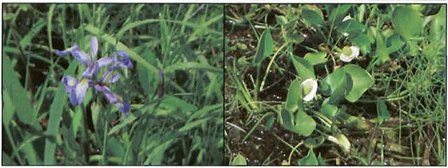 Photo on the left is the northern blue flag (Iris versicolor) and the one on the right is the water arum or wild calla (Calla palustris).