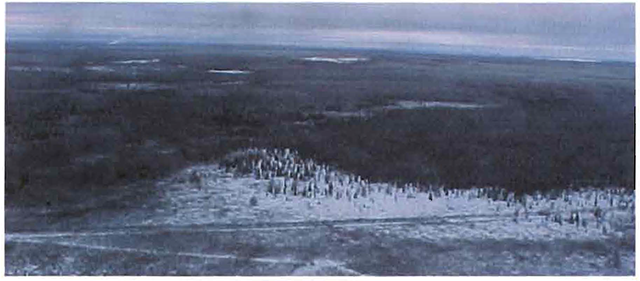 A photo of wetland area on the southern border of site along with black spruce stands and alder.