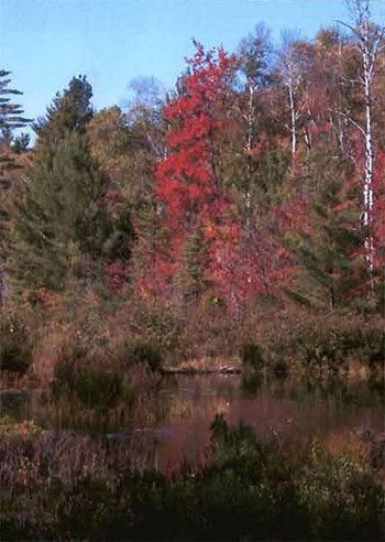 This photo shows the image of a late surrounded by trees of Creek into Crockford’s Marsh.