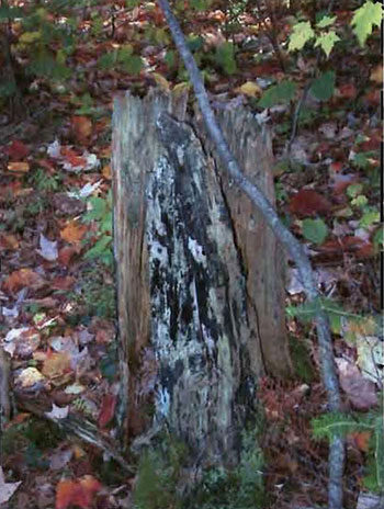 This photo shows the Burn scars on a tree stump.