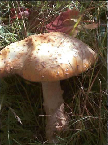 This photo shows the image of Mushrooms along ATV trail.