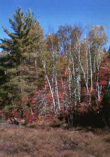 This photo shows the image od trees, White Birch along shore of marsh.