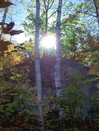 This photo the showsWhite Birch with rock outcropping.