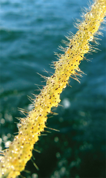 This is a photo of spiny and fishhook waterflease colleted on a fishing line.