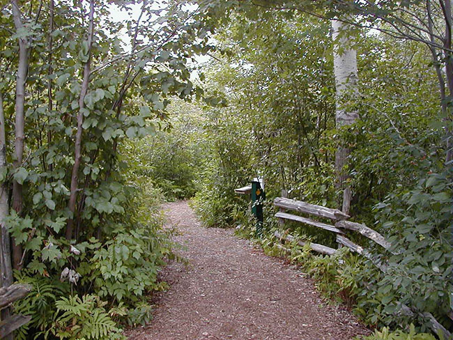 this photo shows the image of the trees and the road, upland areas of the Sturgeon River House Museum Trail.