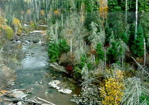 Photo of a campfire River Conservation Reserve provides representation of mixed forest stands of Spruce, Fir, Birch and Aspen.