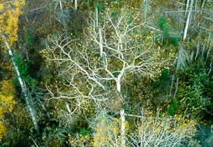 Photo showing the campfire River Conservation Reserve provides ideal habitat for Bald Eagles, as evidenced by this stick nest located alongside Campfire River.
