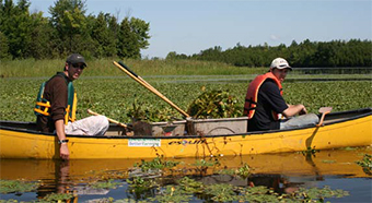 This is a photo of canoest gathering water chestnut.