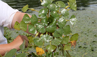 This is a photo of a crop of water chestnut rosette.