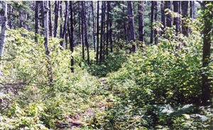 Picture showing portage trail between Halfmoon and Elsie Lakes.