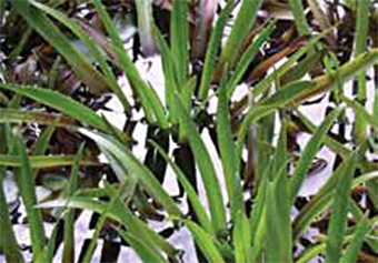 This is a closeup photo of Water Soldier.