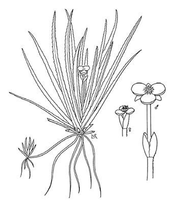 This is a line drawing illustration of water soldier.