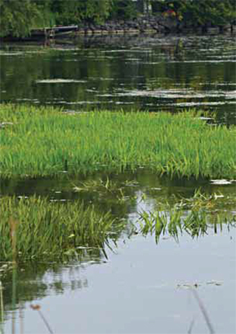 This is a photo of water soldier residing in the Trent-Severn Waterway.