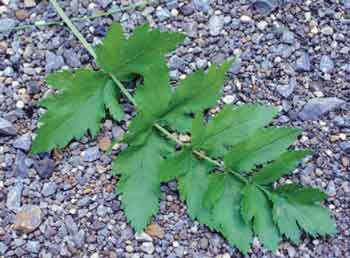 Photograph of a single wild parsnip leaf on gravel.