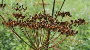 Photograph of the seeds of a wild parsnip in a field.