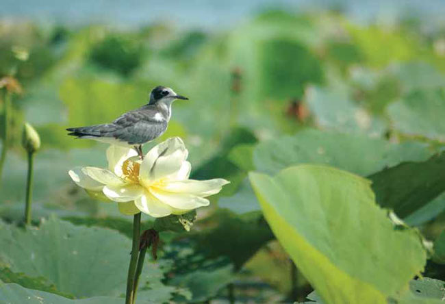 The Black tern is a small pigeon sized bird with a black head, neck and underparts.