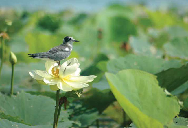 La guifette noire est une sterne de la grosseur d'un pigeon, dont le plumage nuptial est très caractéristique : la tête, le cou et le dessous sont noirs, la surface dorsale est gris cendré (y compris les ailes et la queue), et la queue est courte et dentelée.