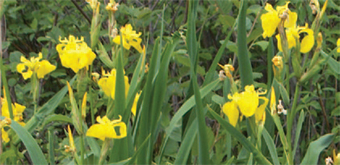 This is a closeup photo of yellow iris.