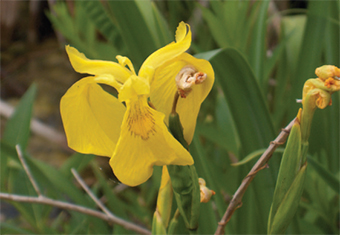 This is a close up photo of the yellow iris flowering