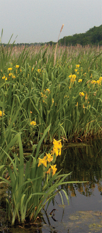 This is a photo of a marsh with yellow iris