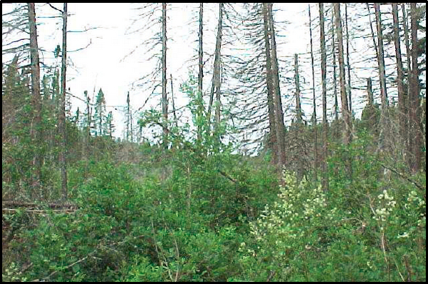 Picture of Black Spruce swamp inside of Cedar Creek Conservation Reserve
