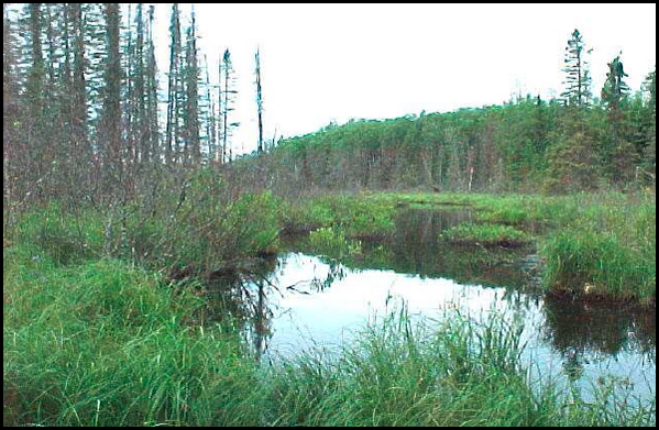 Image of Open Water inside of Cedar Creek Conservation Reserve