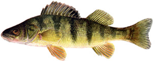 Image result for perch