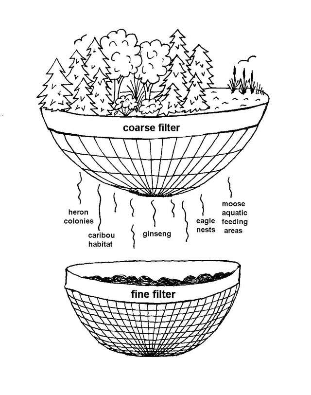A conceptual model showing the relationship between coarse and fine filters in habitat management.