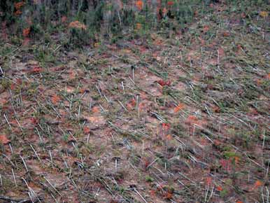 Figure 12: Forest areas that have had blowdown typically have many root mats lying perpendicular to the ground. 