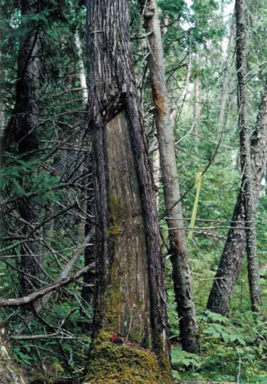 photograph of a tree with a rectangular section of the bark missing.