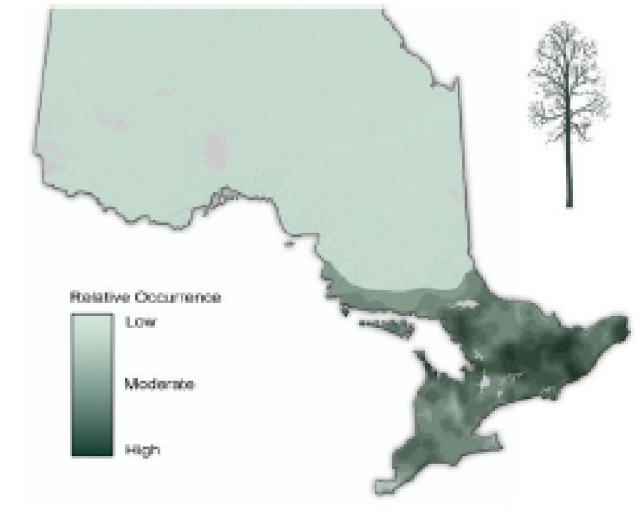 Map of Ontario showing the relative occurence of American beech.