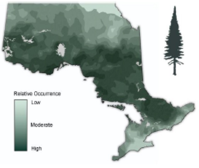Map of Ontario showing the relative occurence of Balsam fir.