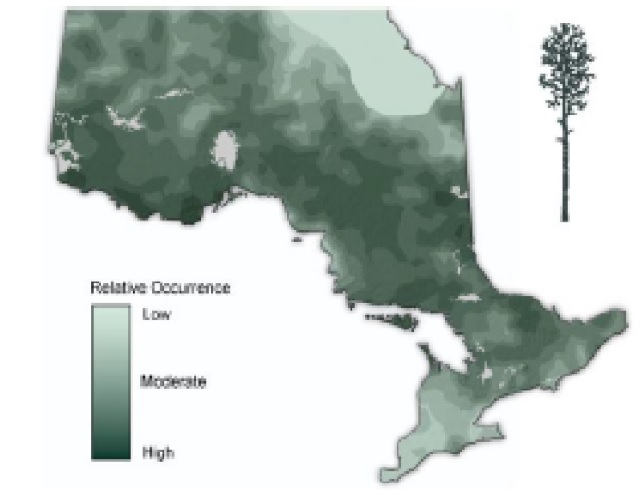 Map of Ontario showing the relative occurence of balsam poplar.