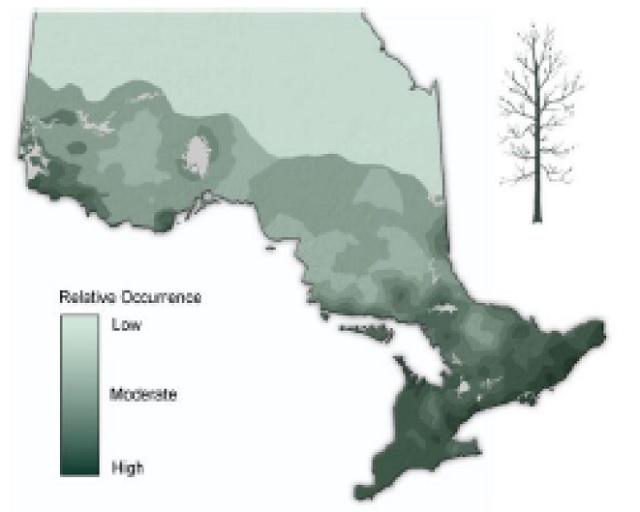 Map of Ontario showing the relative occurence of Black Ash.