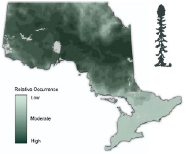 Map of Ontario showing the relative occurence of Black spruce.