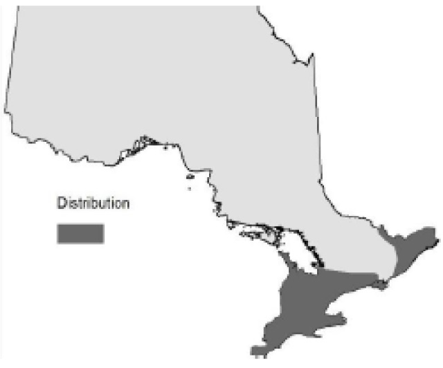 Map of Ontario showing the relative occurence of Butternut.