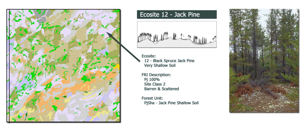 Diagram showing an inventory of Ecosite 12 and its location on a map as well as a photograph of ground conditions.