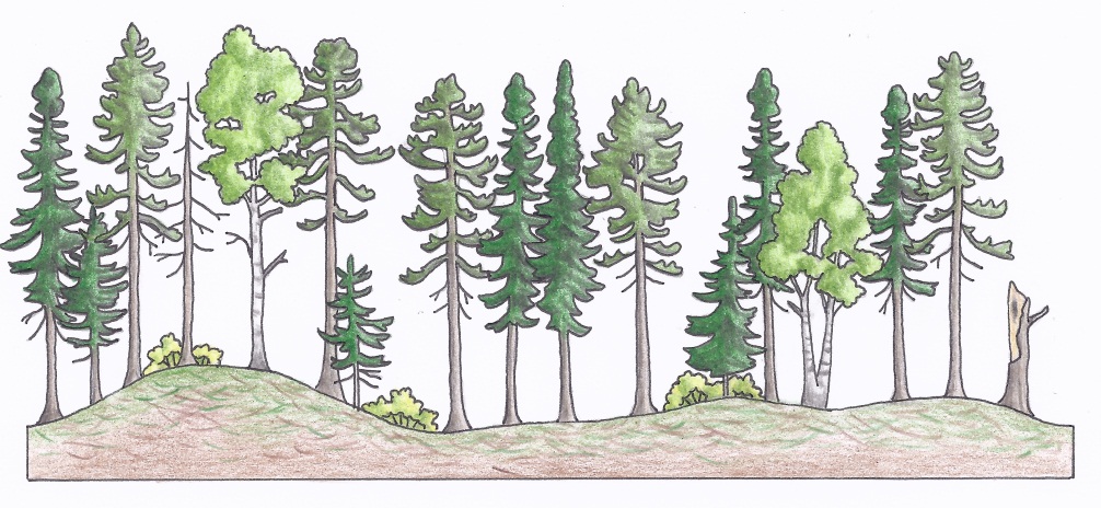 Figure 3a. A profile of a clearcut silviculture system in a conifer-dominated stand depicting the pre-harvest stand conditions (a) (illustrations by Jodi Hall).