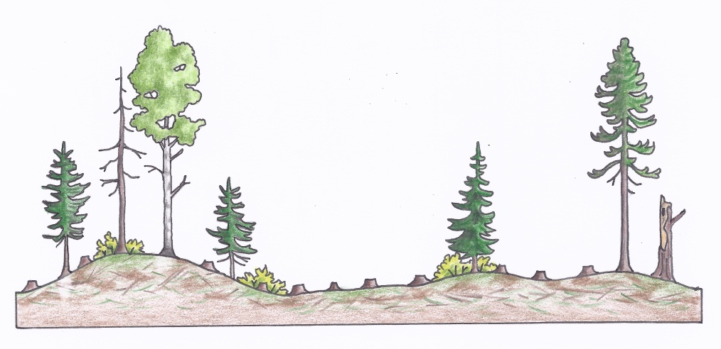 Figure 3a. A profile of a clearcut silviculture system in a conifer-dominated stand depicting conditions directly after harvest (b) (illustrations by Jodi Hall).