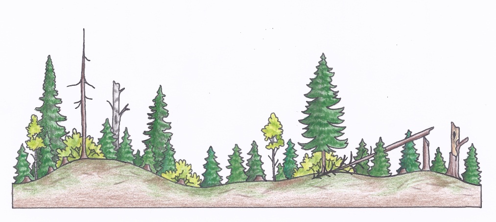 Figure 3a. A profile of a clearcut silviculture system in a conifer-dominated stand depicting 10 years post-harvest after a tree planting regeneration treatment (c) (illustrations by Jodi Hall).