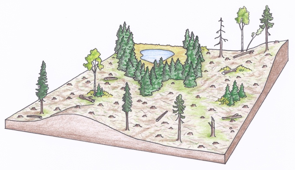 Figure 3b. Aerial views of a typical clearcut silviculture system depicting a modern clearcut directly after harvest with irregular boundaries, wildlife trees, and downed wood (a) (illustrations by Jodi Hall).