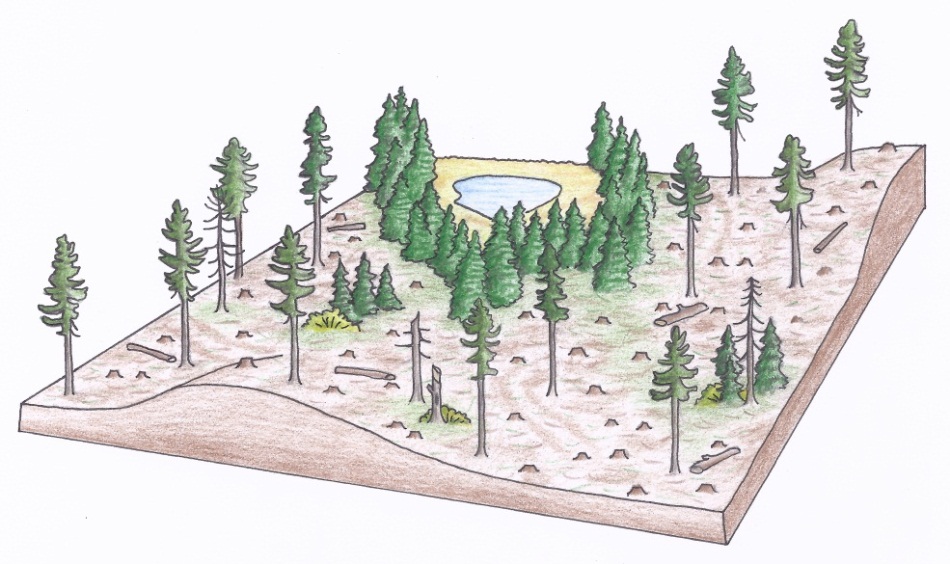 Figure 3b. Aerial views of a typical clearcut silviculture system depicting a clearcut with seed trees (b) (illustrations by Jodi Hall).