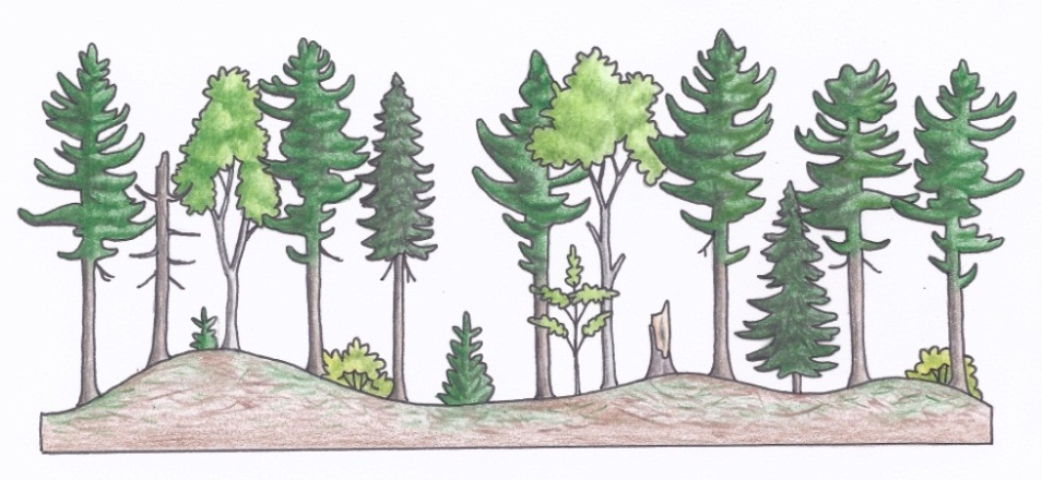 Figure 3c. A profile of a uniform shelterwood silviculture system depicting a pre-harvest white pine dominated stand (a) (illustrations by Jodi Hall).