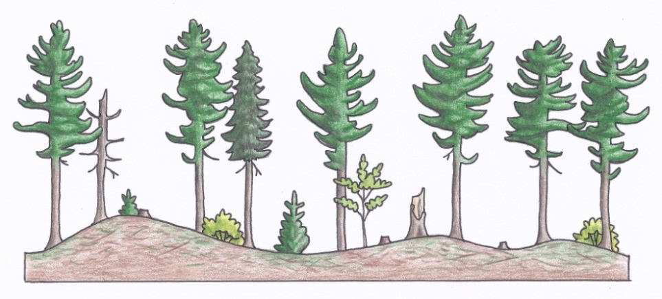 Figure 3c. A profile of a uniform shelterwood silviculture system depicting conditions after the regeneration cut (b) (illustrations by Jodi Hall).